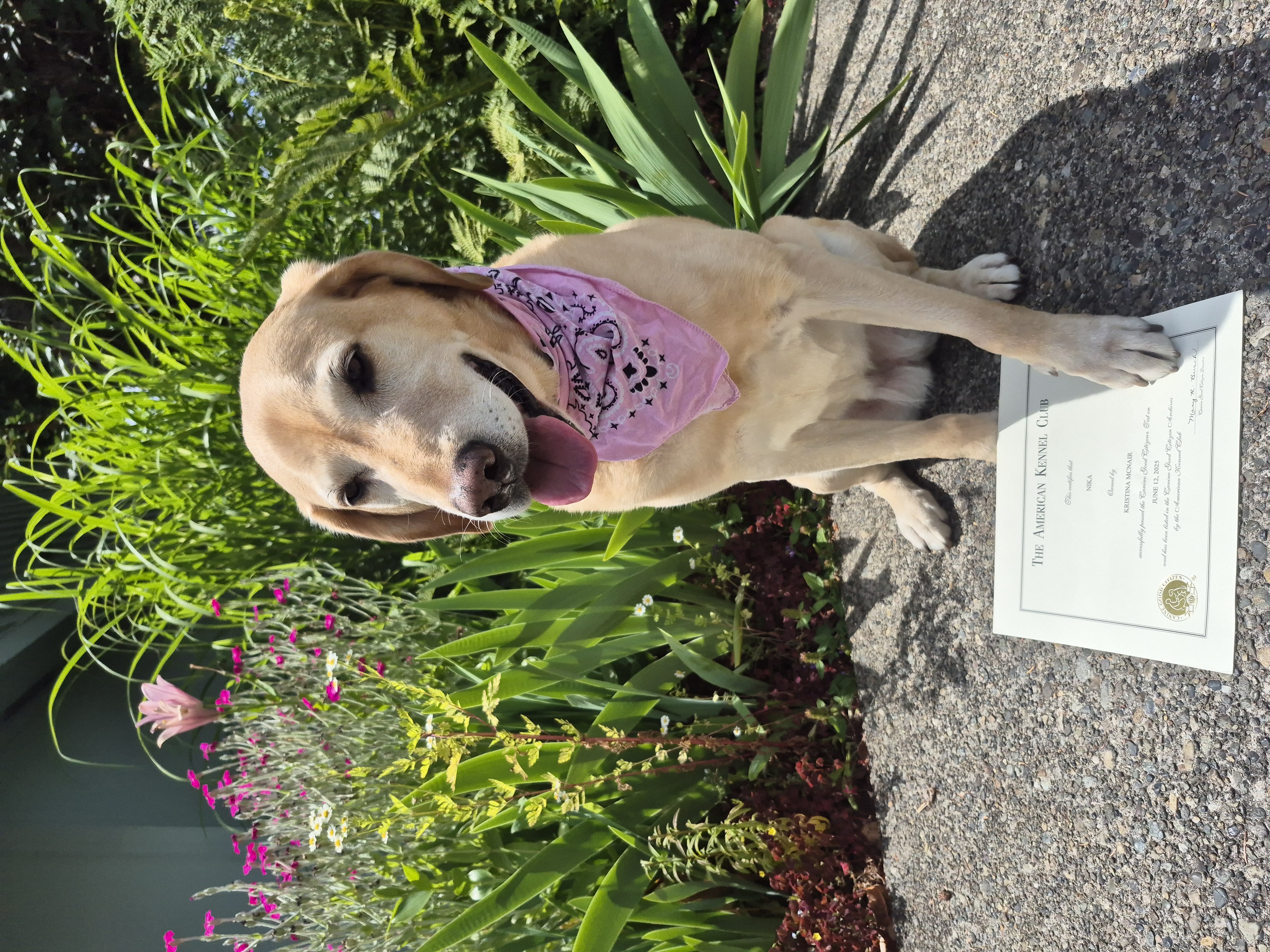 Nika, the Choice K9 Academy mascot